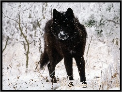 śnieg, Czarny, Wilk